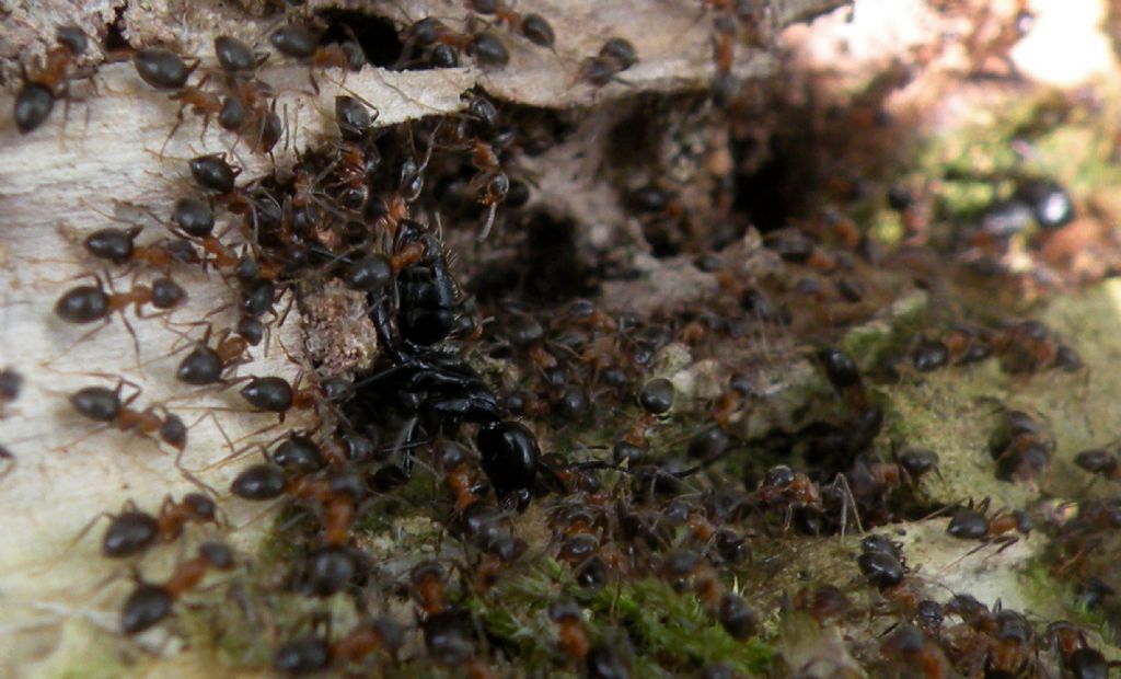 Il massacro di un Camponotus